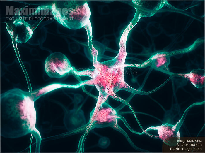 Nervous system Brain cells Neurons Stock image of Nervous system Brain cells Neurons Buy commercial use license at MaximImages