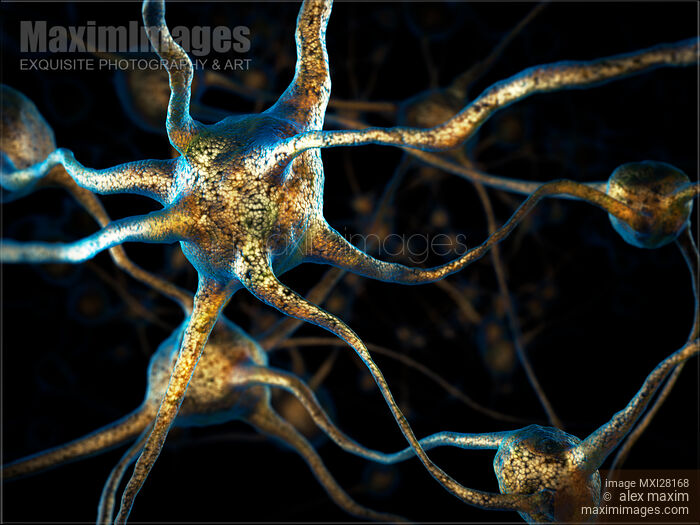 Neuron Brain cell 3D illustration Stock image of Neuron Brain cell 3D illustration Buy commercial use license at MaximImages