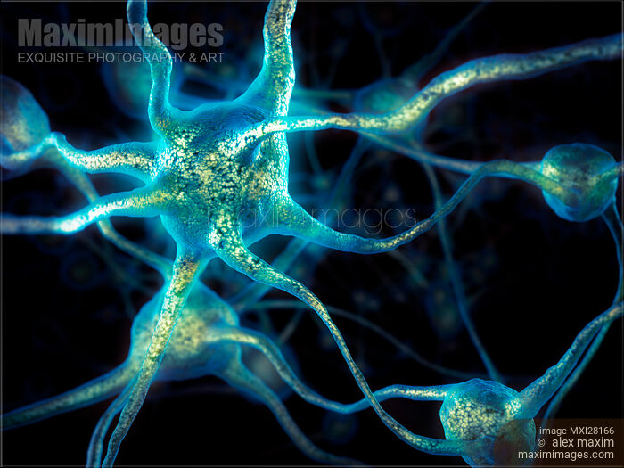 Neuron network Brain cells Stock image of Neuron network Brain cells Buy commercial use license at MaximImages
