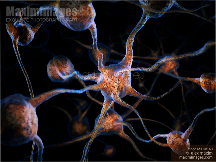 Stock image of Neurons Brain cells scientific 3D illustration Buy commercial use license at MaximImages
