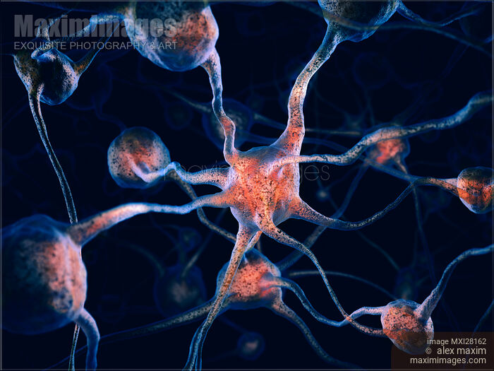 Neurons Nervous system Brain cells scientific 3D illustration Stock image of Neurons Nervous system Brain cells scientific 3D illustration Buy commercial use license at MaximImages