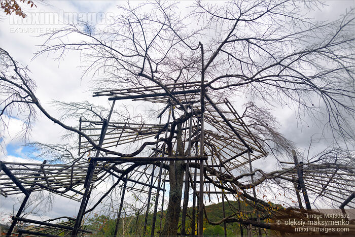 Niwaki Japanese sakura tree being trained over a structure of bamboo scaffolds Stock photo of Niwaki Japanese sakura tree being trained over a structure of bamboo scaffolds Buy commercial use license at MaximImages