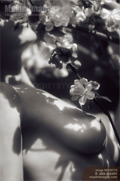 Nude woman body and bare breasts touching gentle apple tree blossoms black and white Stock photo of Nude woman body and bare breasts touching gentle apple tree blossoms black and white Buy commercial use license at MaximImages