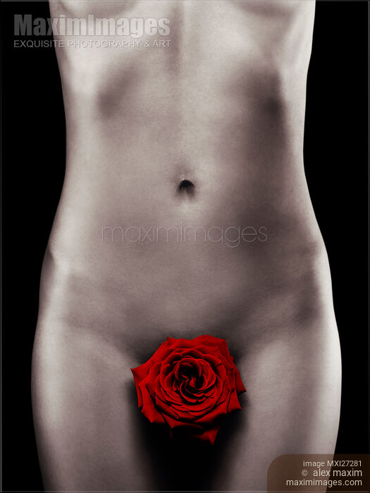 Stock photo of Nude Woman Body with a Red Rose Buy commercial use license at MaximImages