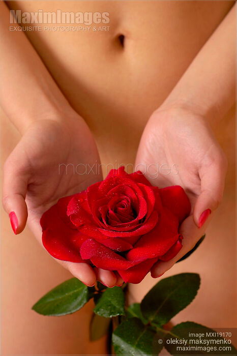 Nude woman with red rose in hands Stock photo of Nude woman with red rose in hands Buy commercial use license at MaximImages