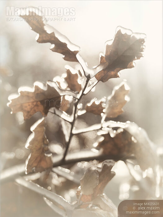 Stock photo of Oak tree leaves frozen in ice Buy commercial use license at MaximImages
