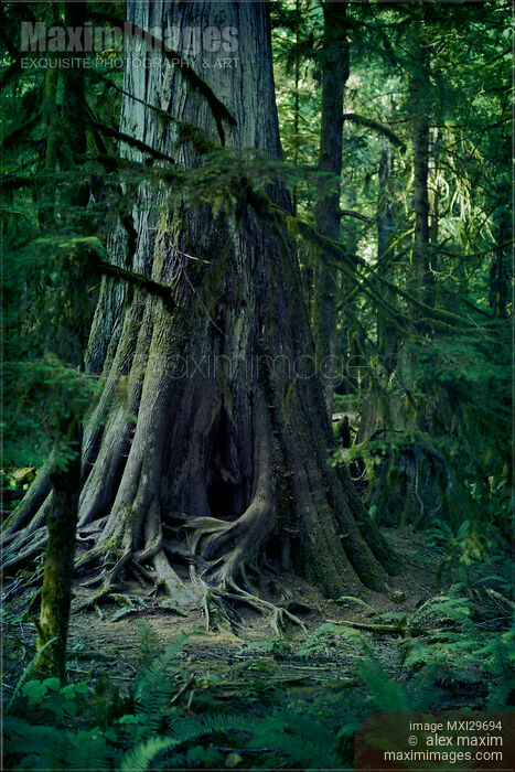 Old crooked cedar tree in a forest Vancouver Island Stock photo of Old crooked cedar tree in a forest Vancouver Island Buy commercial use license at MaximImages