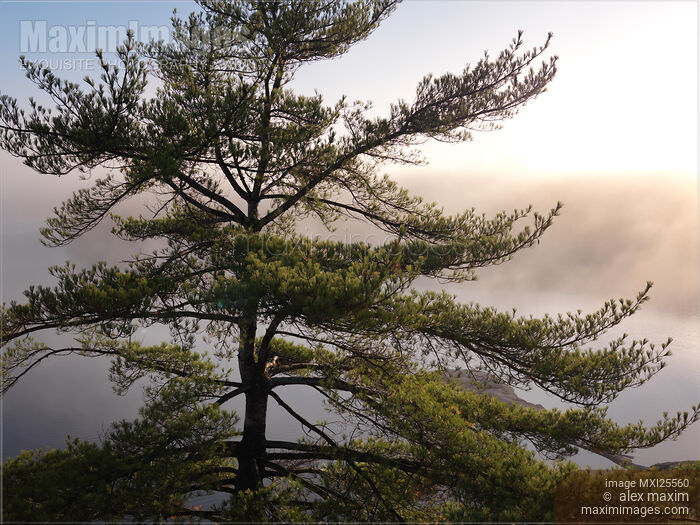 Old pine tree sunrise nature scenery Stock photo of Old pine tree sunrise nature scenery Buy commercial use license at MaximImages