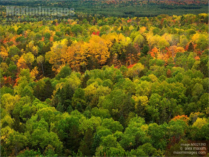 Stock photo of Ontario Fall Nature Scenery Buy commercial use license at MaximImages