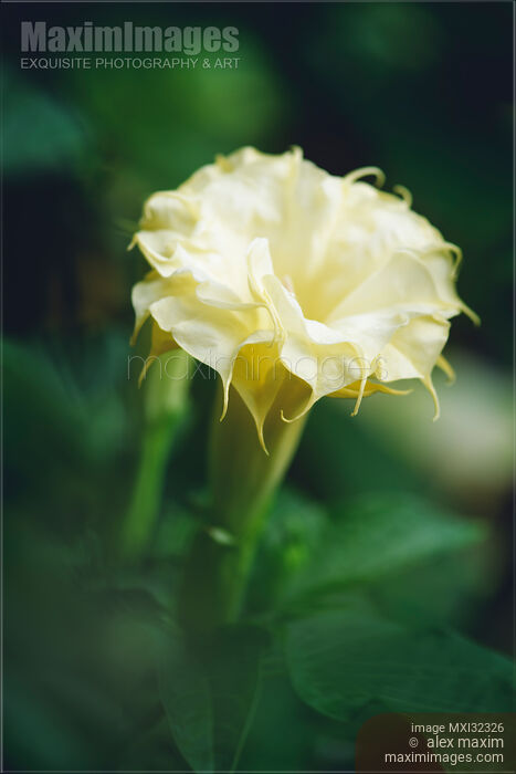 Open yellow Datura flower artistic closeup Yellow Ballerina Devil's weed Stock photo of Open yellow Datura flower artistic closeup Yellow Ballerina Devil's weed Buy commercial use license at MaximImages