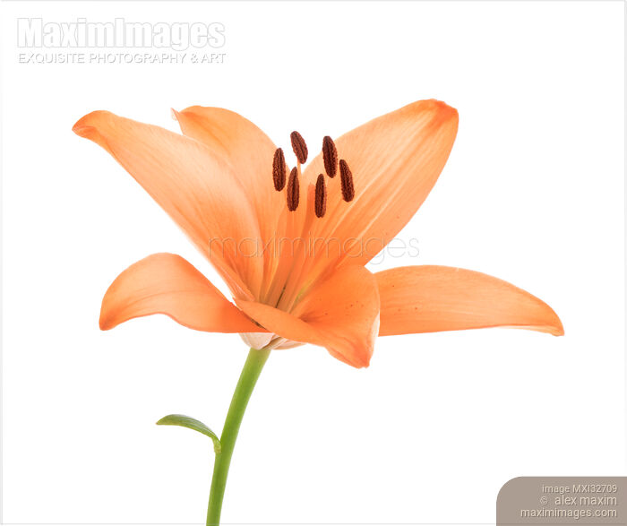Orange Asiatic lily flower isolated on white background Stock photo of Orange Asiatic lily flower isolated on white background Buy commercial use license at MaximImages