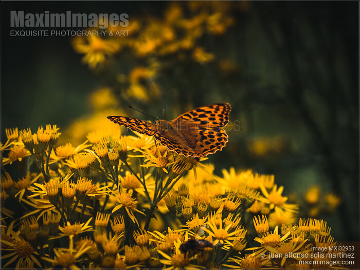 Stock photo of Orange Boloria butterfly on wild yellow daisy flowers Dramatic nature closeup Buy commercial use license at MaximImages