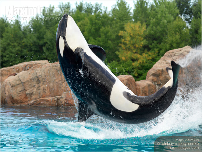 Stock photo of Orca Killer Whale Jumping Buy commercial use license at MaximImages