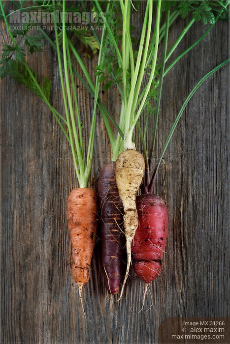 Organic heirloom carrots in a variety of colors artistic still life on wood background Stock photo of Organic heirloom carrots in a variety of colors artistic still life on wood background Buy commercial use license at MaximImages