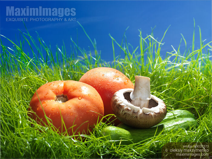 Stock photo of Organic vegetables artistic sunny still life Buy commercial use license at MaximImages