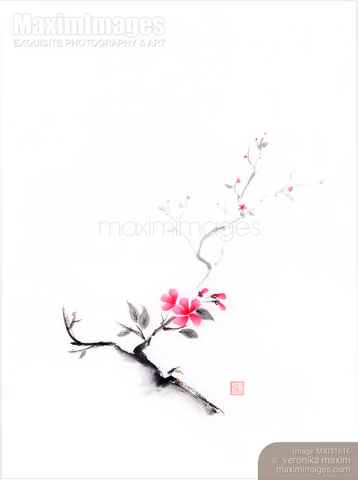 Stock image of Oriental sumi-e ink painting of a sakura branch with pink flowers on white Buy commercial use license at MaximImages