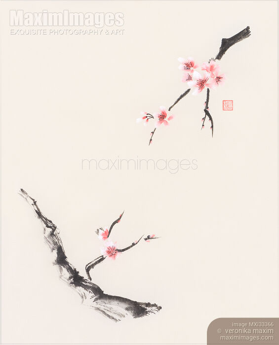 Stock image of Oriental sumi-e painting of two blossoming Sakura tree branches reaching towards each other Buy commercial use license at MaximImages