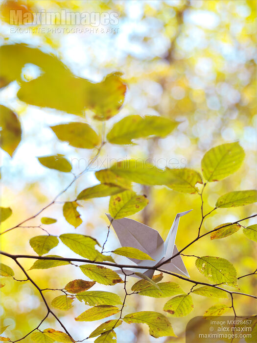 Stock photo of Origami paper crane in a tree in fall nature Buy commercial use license at MaximImages