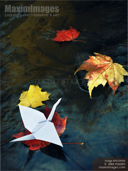 Stock photo of Origami paper crane on autumn leaf in a stream Buy commercial use license at MaximImages
