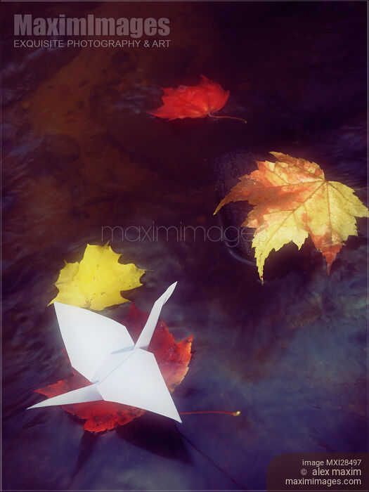 Stock photo of Origami paper crane on autumn leaf in river stream Buy commercial use license at MaximImages