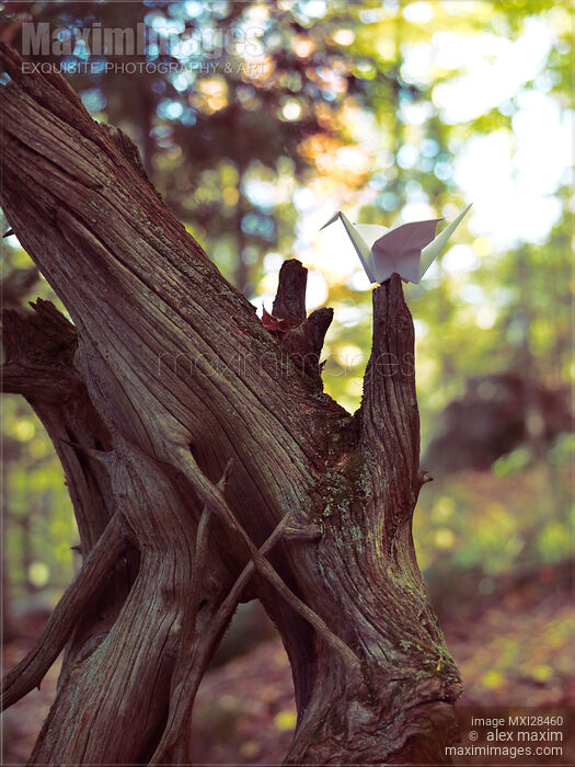 Stock photo of Origami paper crane sitting on dried tree branch Buy commercial use license at MaximImages