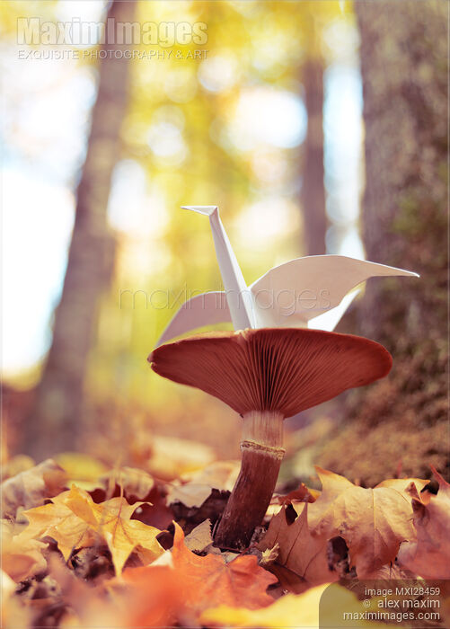 Stock photo of Origami paper crane sitting on mushroom Buy commercial use license at MaximImages