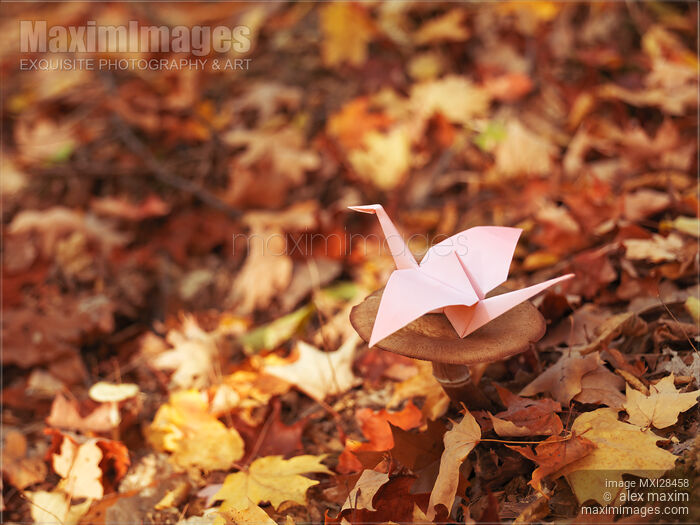 Origami paper crane sitting on mushroom in fall nature Stock photo of Origami paper crane sitting on mushroom in fall nature Buy commercial use license at MaximImages