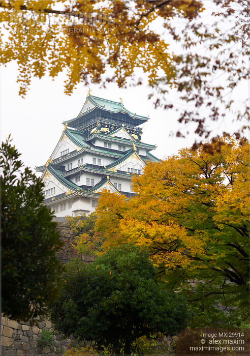 Stock photo of Osaka Castle behind yellow autumn trees Buy commercial use license at MaximImages