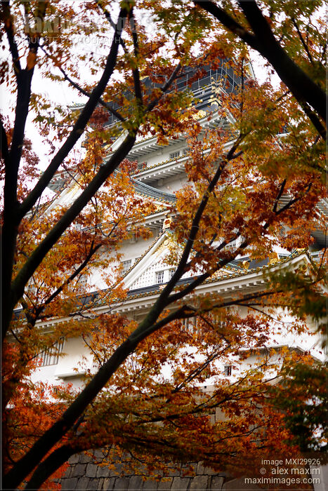 Stock photo of Osaka Castle Osaka-jo behind red colorful trees on beautiful tranquil autumn morning Buy commercial use license at MaximImages
