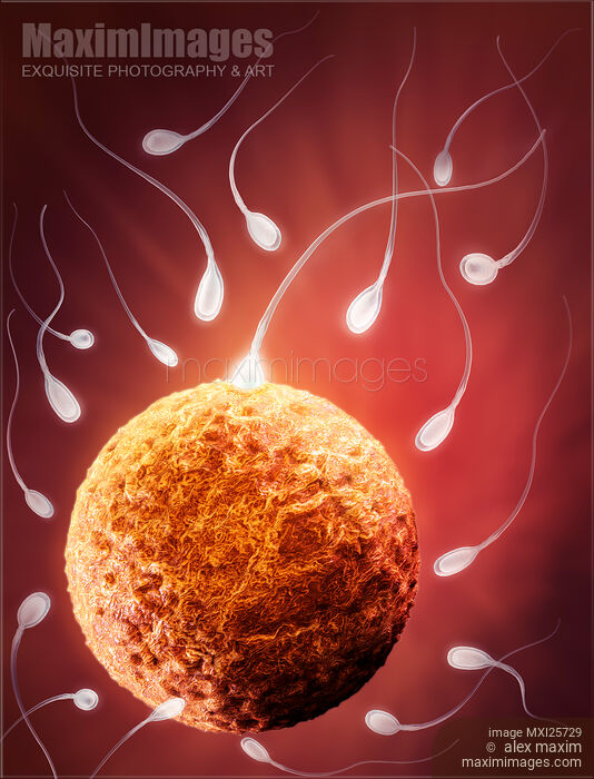 Ovum and spermatozoa Human egg and sperm 3D illustration Stock image of Ovum and spermatozoa Human egg and sperm 3D illustration Buy commercial use license at MaximImages