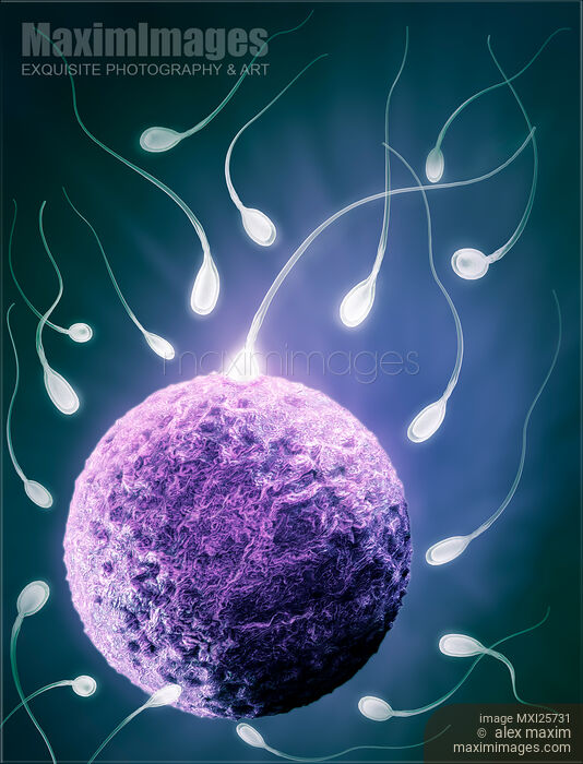 Stock image of Ovum and spermatozoa Human egg and sperm Buy commercial use license at MaximImages