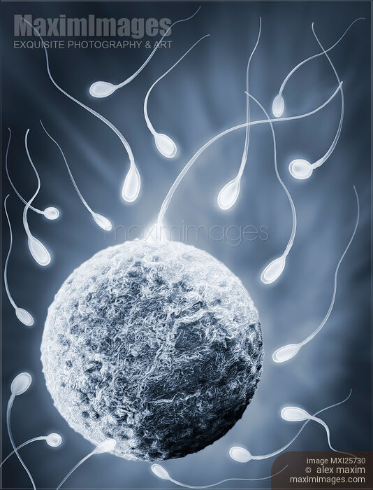 Ovum and spermatozoa Human egg and sperm concept Stock image of Ovum and spermatozoa Human egg and sperm concept Buy commercial use license at MaximImages