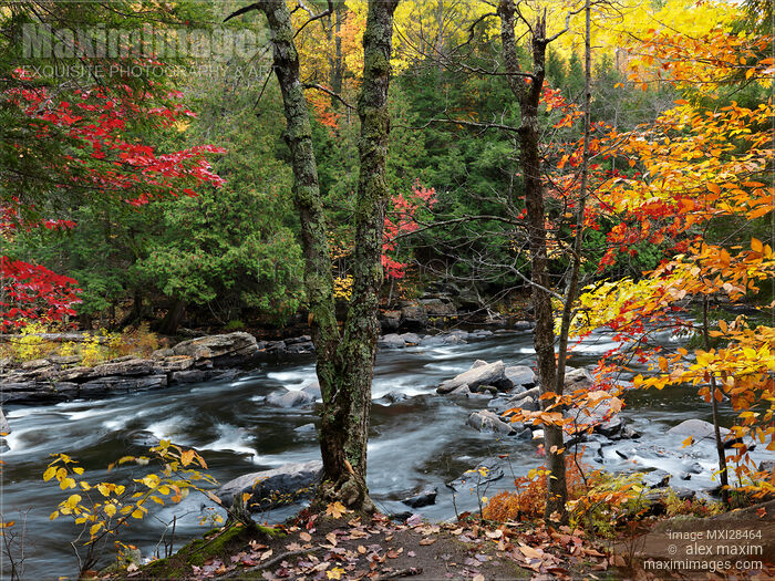 Oxtongue River Fall Nature Scenery Stock photo of Oxtongue River Fall Nature Scenery Buy commercial use license at MaximImages