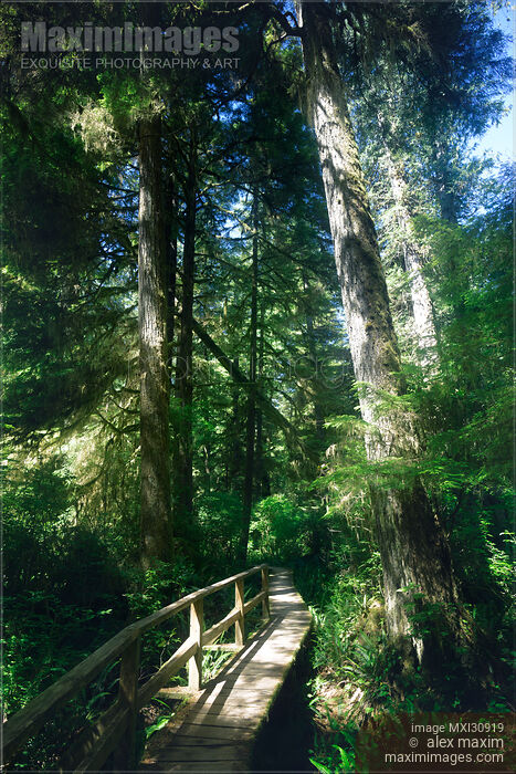 Pacific Rim National Park Rainforest trail in Tofino Canada Stock photo of Pacific Rim National Park Rainforest trail in Tofino Canada Buy commercial use license at MaximImages