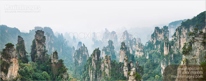 Panorama of Zhangjiajie National Forest Park with mountain spires rising from white fog Stock photo of Panorama of Zhangjiajie National Forest Park with mountain spires rising from white fog Buy commercial use license at MaximImages