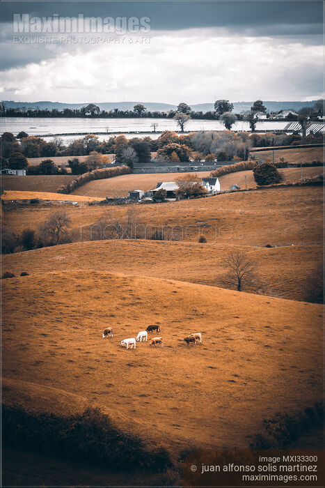 Pasture lands with cattle in Ireland countryside aerial view Stock photo of Pasture lands with cattle in Ireland countryside aerial view Buy commercial use license at MaximImages