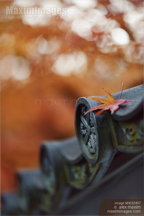 Peaceful closeup of Japanese temple roof tile eaves in autumn scenery with a fallen red maple leaf on it Stock photo of Peaceful closeup of Japanese temple roof tile eaves in autumn scenery with a fallen red maple leaf on it Buy commercial use license at MaximImages