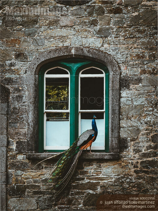 Peacock in an arched window of an old historic Irish stone house Stock photo of Peacock in an arched window of an old historic Irish stone house Buy commercial use license at MaximImages