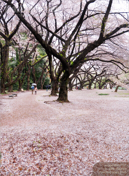 Stock photo of People at Gyoen National Garden during cherry blossom Tokyo Buy commercial use license at MaximImages