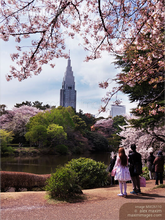 Stock photo of People at Shinjuku Gyoen National Garden during cherry blossom Buy commercial use license at MaximImages