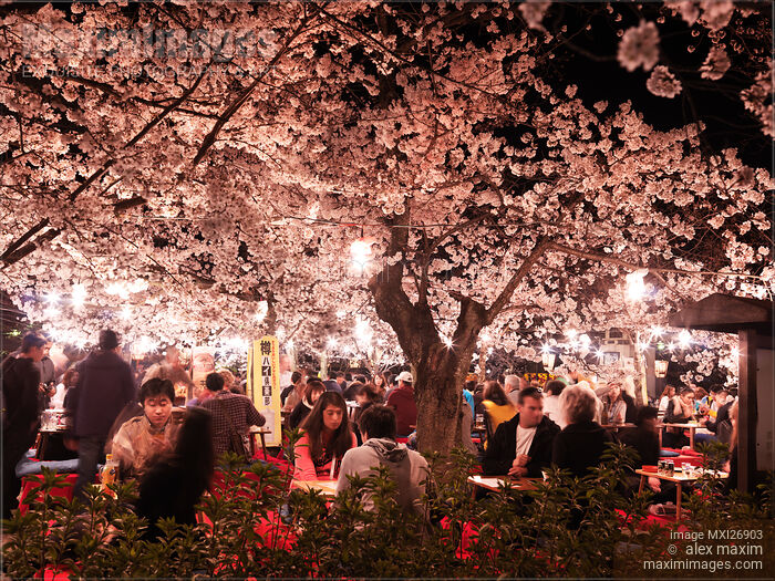 People eating under cherry blossom in Maruyama Park Kyoto Stock photo of People eating under cherry blossom in Maruyama Park Kyoto Buy commercial use license at MaximImages