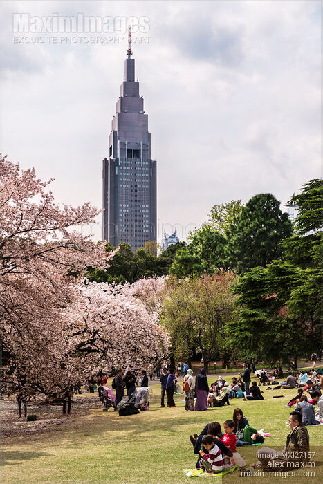 People enjoying cherry blossom season at Shinjuku Gyoen National Garden Stock photo of People enjoying cherry blossom season at Shinjuku Gyoen National Garden Buy commercial use license at MaximImages