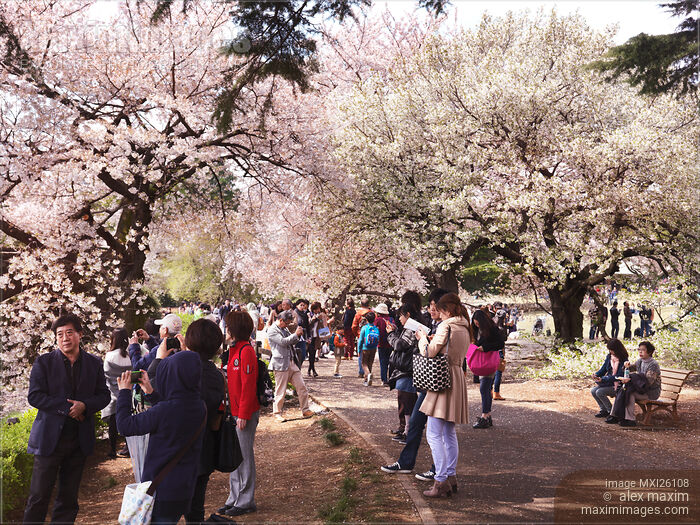 People in park during cherry blossom at Shinjuku Gyoen Japan Stock photo of People in park during cherry blossom at Shinjuku Gyoen Japan Buy commercial use license at MaximImages