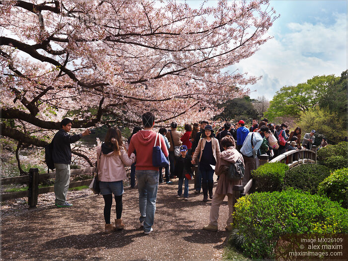 People in park during cherry blossom at Shinjuku Gyoen Tokyo Stock photo of People in park during cherry blossom at Shinjuku Gyoen Tokyo Buy commercial use license at MaximImages