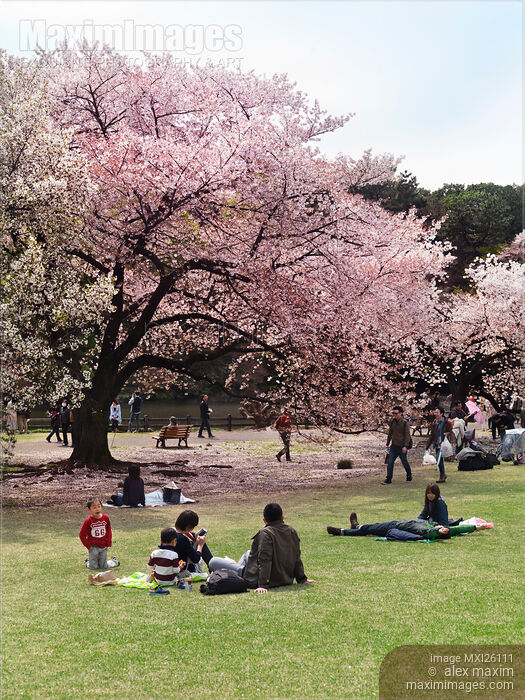 People in park enjoying cherry blossom at Shinjuku Gyoen Japan Stock photo of People in park enjoying cherry blossom at Shinjuku Gyoen Japan Buy commercial use license at MaximImages