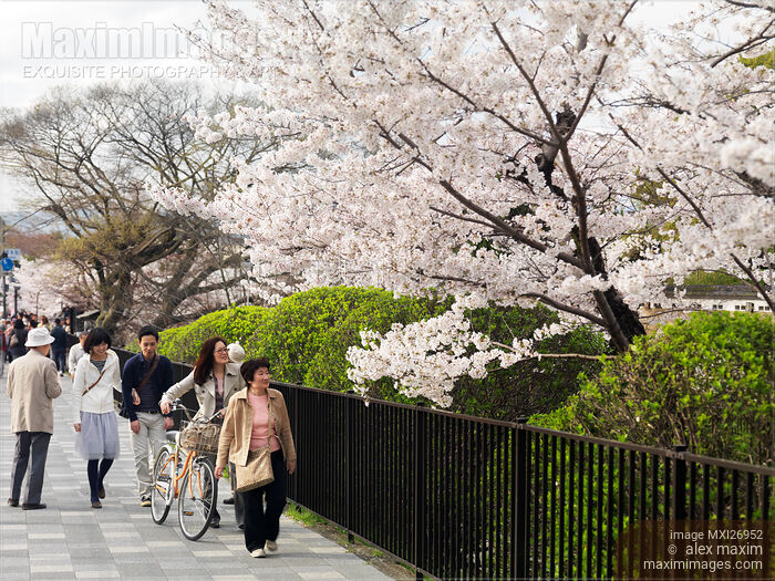 People on streets of Kyoto during cherry blossom Stock photo of People on streets of Kyoto during cherry blossom Buy commercial use license at MaximImages