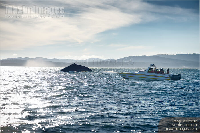 Stock photo of People watching humpback whale from a boat Buy commercial use license at MaximImages