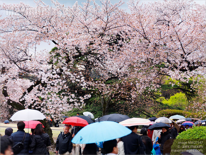 People with umbrellas in park in Tokyo during cherry blossom Stock photo of People with umbrellas in park in Tokyo during cherry blossom Buy commercial use license at MaximImages
