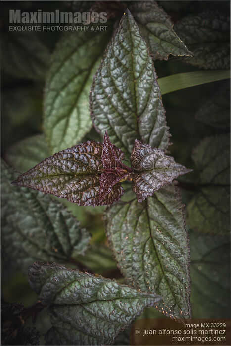 Stock photo of Peppermint plant artistic moody closeup of green mint leaves Buy commercial use license at MaximImages