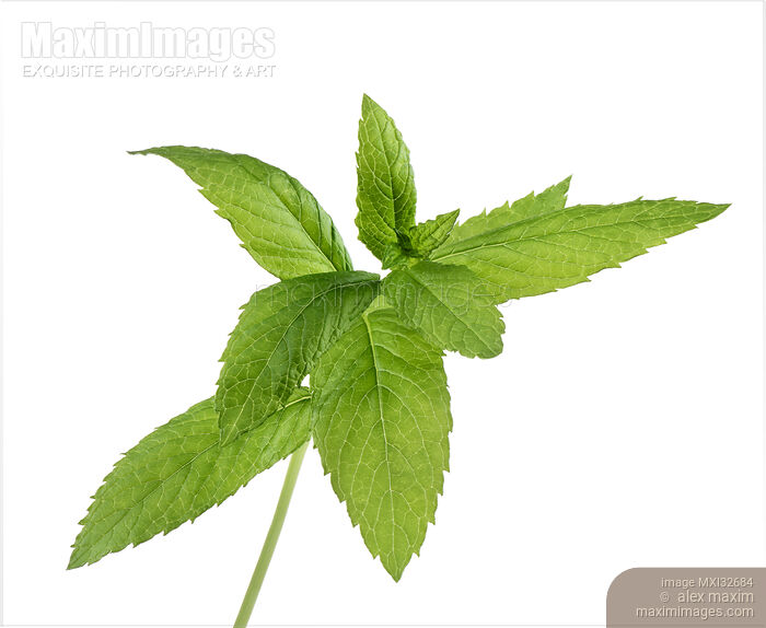 Stock photo of Peppermint plant closeup of green mint leaves on white Buy commercial use license at MaximImages